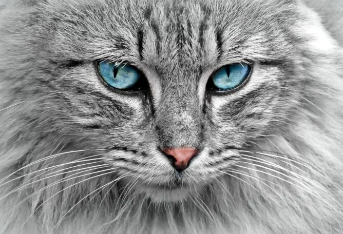 Beautiful Cat with Blue Eyes Staring