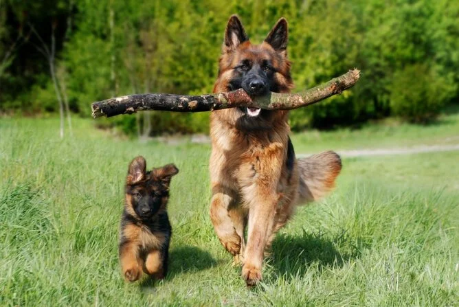 German Shepherd Dog with Puppy